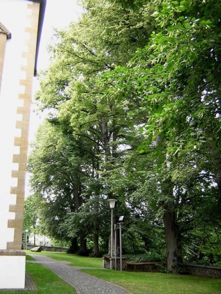 Bild 2 von 8 Linden an der Kirche